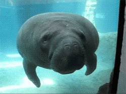 watching a Congressional hearing about Ocean-Climate Based Solutions and the talk has turned to manatees and ayñ... don't mess with them, okay? https://t.co/JaG4UhxNXI https://t.co/waewzAPe2Q
