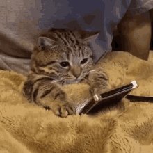 Cute Cat GIF