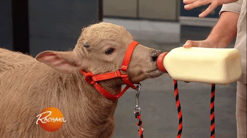 Baby Animals Love GIF by Rachael Ray Show