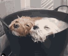Water Dogs GIF