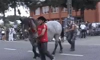 Horse Poke GIF