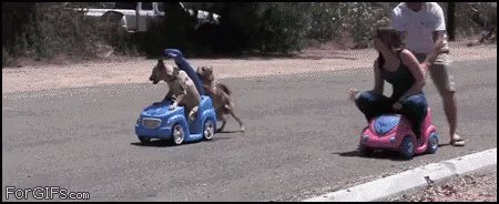 Excited Dog GIF