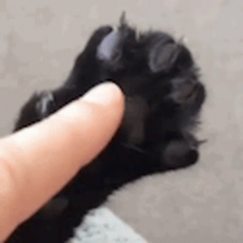 Claws Cat GIF