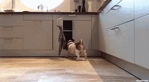 Happy Weekend Puppy GIF