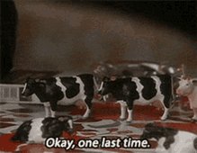 Ted Cows GIF