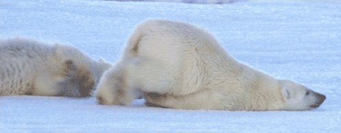 Polar Bear Slide GIF