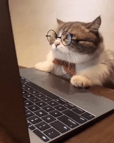 gato de óculos lendo na tela do computador