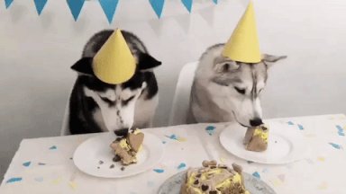 Dog Birthday GIF
