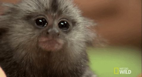 Nat Geo Wild Wtf GIF by Dr. K's Exotic Animal ER