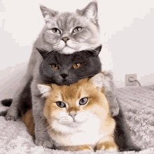 Cat Stacked GIF