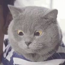 gato com cara de dúvida e pontos de interrogação aparecen