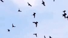 Birds Flock GIF