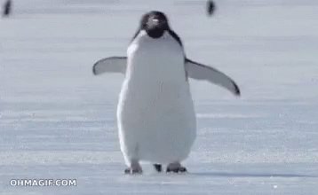 Penguin Omw GIF