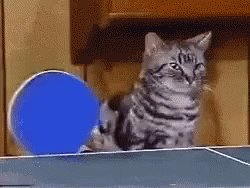 Cats Funny GIF