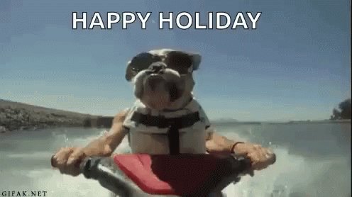 Bulldog Riding GIF