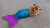 Corgi Mermaid GIF