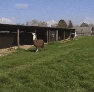 Happy Llamas GIF