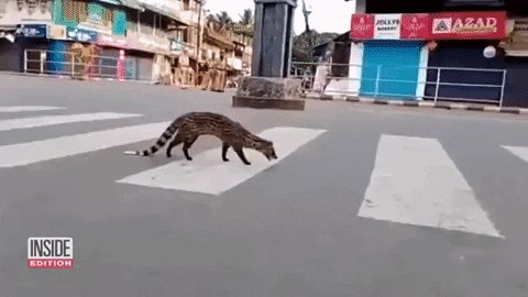 Civet GIF