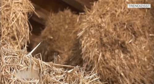 Straw Hay GIF