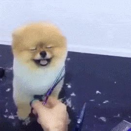 Cute Dog GIF