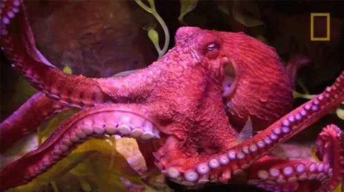 Swimming Octopuses101 GIF