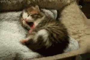Kitten Kitty GIF