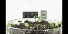 Growth Plants GIF