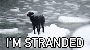 Stranded Dog GIF