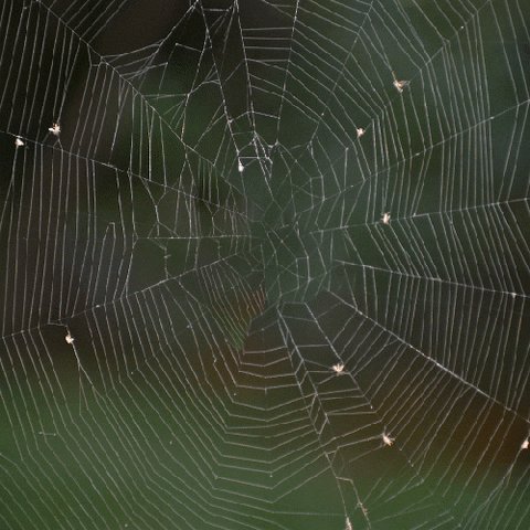 Spider Web Orange GIF by Na...