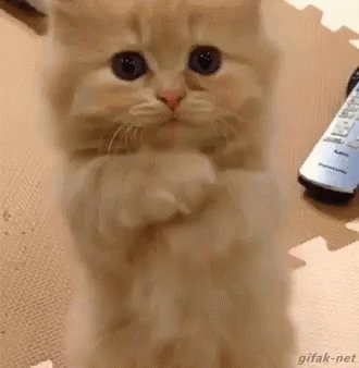 Please Cat GIF