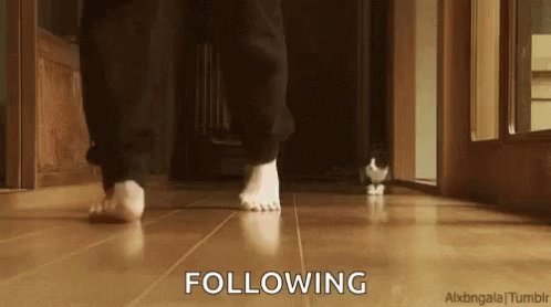 Following You Cat GIF