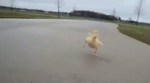 Duck Run GIF