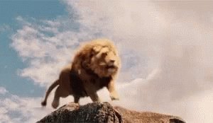 Wild Animals Lion GIF