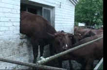 Cows Cattle GIF