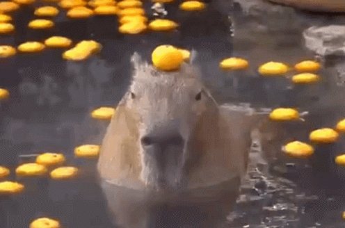 Capybara Relax GIF