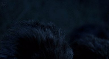 critters GIF by hero0fwar