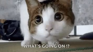 Cat Whats Going On GIF