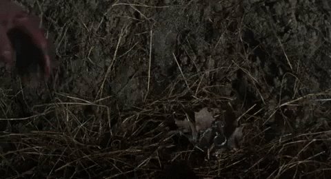 evil dead horror GIF