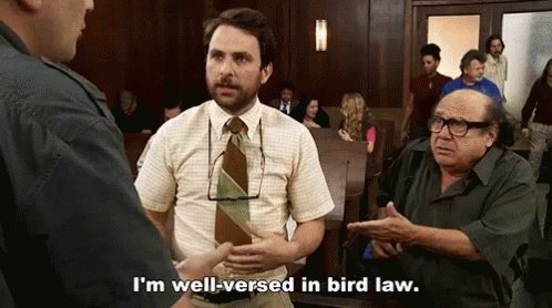 Charlieday Bird Law GIF