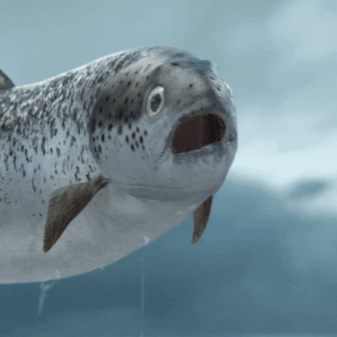 Sad Fish GIF by SimAust