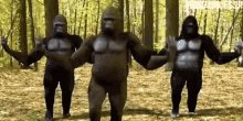 Gorilla Ape GIF