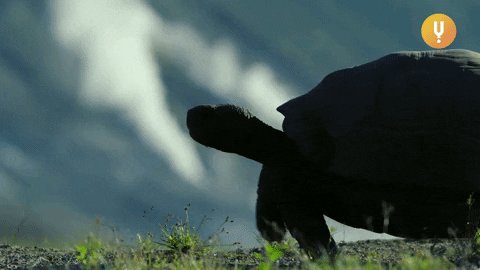 Turtle Sneaking Out GIF by CuriosityStream