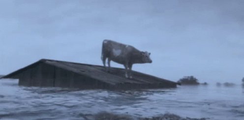 OBrother Where Art Thou Cow GIF