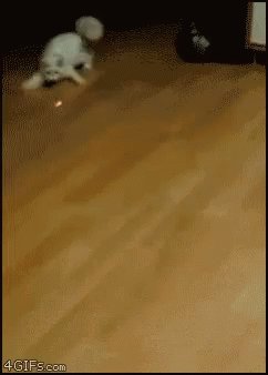 Cat Funny GIF