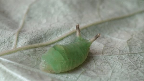 Massimo - This is the final instar caterpillar of a Sunbeam butterfly (curetis acuta), just prior to pupation. Those pon pon-like twin periscopes are tentacle organs, likely extracted to alarm a potential predator when threatened [source, full video: