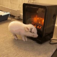 Hog Hog Roast GIF