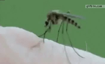 Neato Mosquito GIF