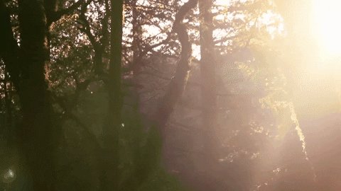 Bay Area Forest GIF by Chris