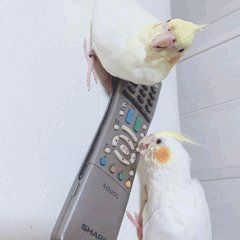 小夏ゆあなのTwitterGIF2