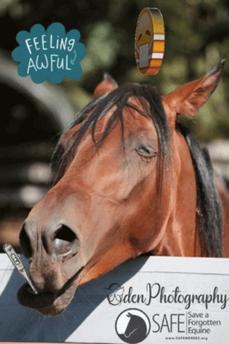 Save AForgotten Equine Safe GIF